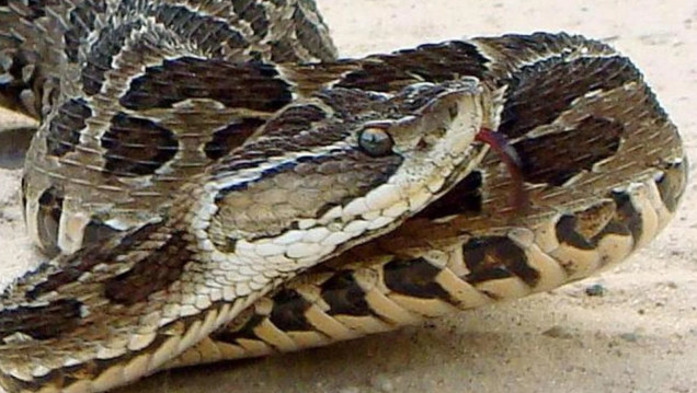 imagen Sorpresa por dos ataques de yarará en pocos días