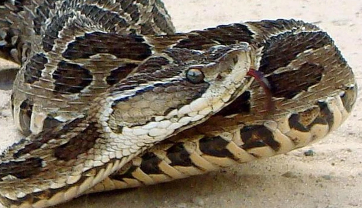 imagen Sorpresa por dos ataques de yarará en pocos días