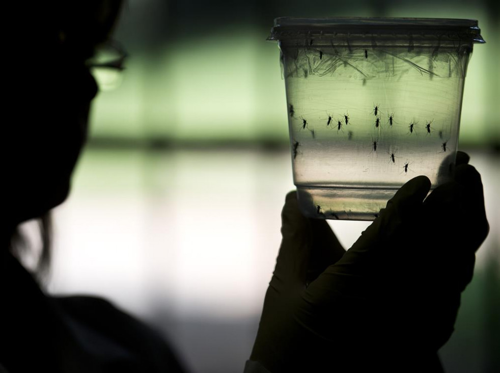 imagen Buscan frenar el virus del Zika a través de mosquitos alterados genéticamente