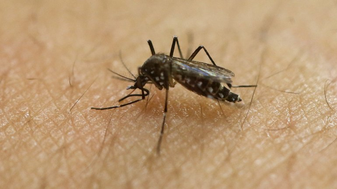 imagen El zika podría transmitirse por vía sexual 