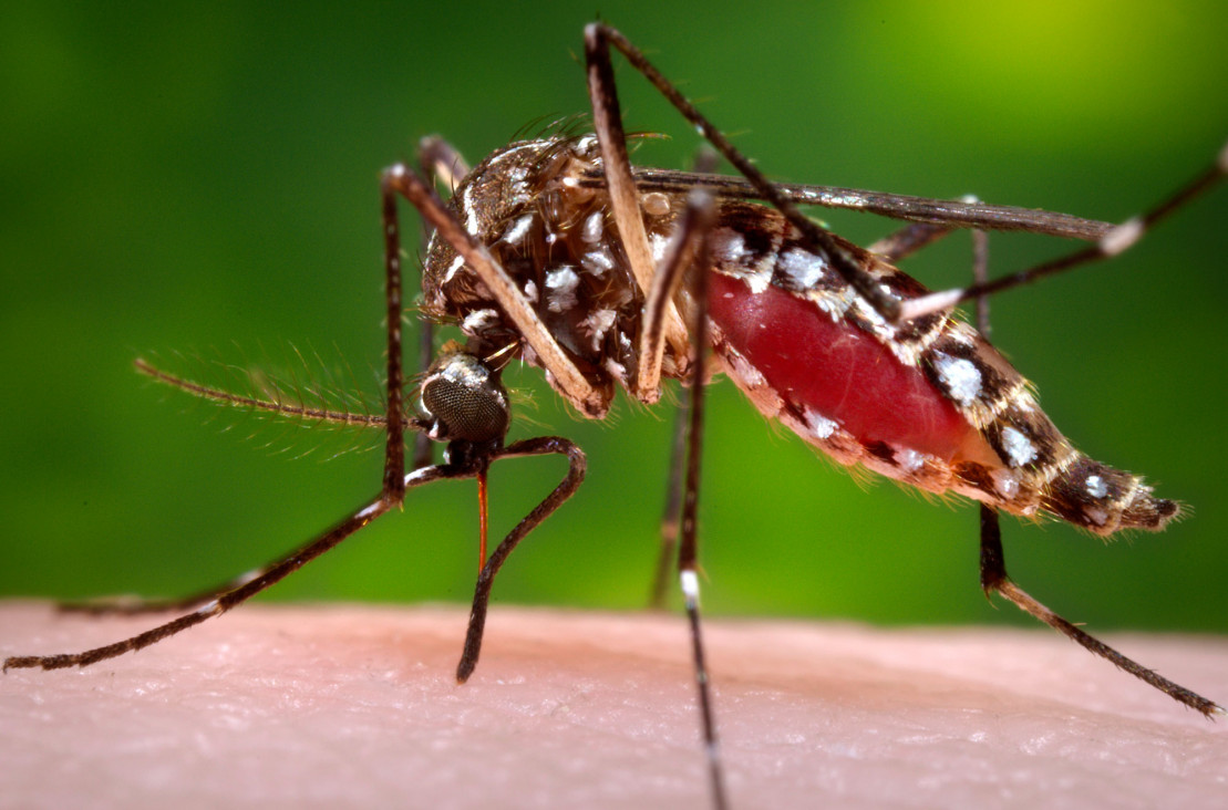 imagen Zika: críticas de Naciones Unidas a la recomendación de evitar embarazos