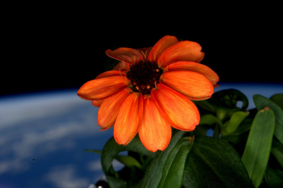 imagen Una flor en el espacio