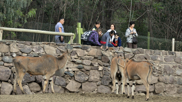 imagen Murió otro ciervo en el zoo y ya son 14 los animales muertos