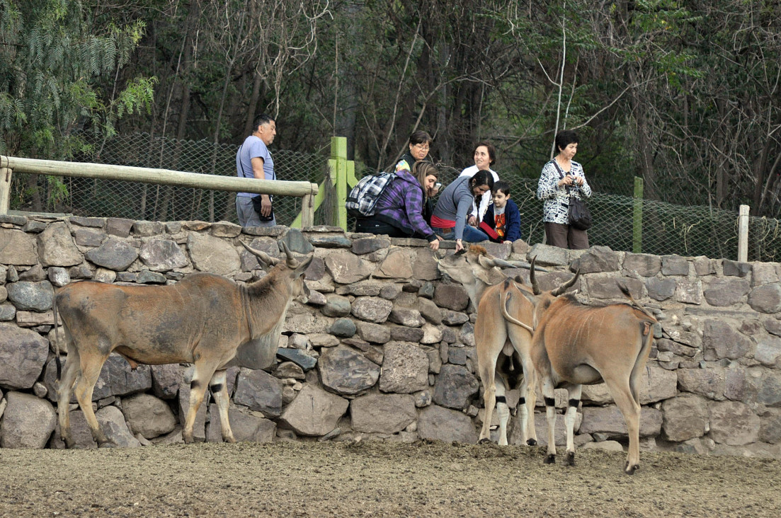 imagen Murió otro ciervo en el zoo y ya son 14 los animales muertos