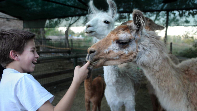 imagen Después de la muerte de 17 animales, el Zoo reabrió sus puertas