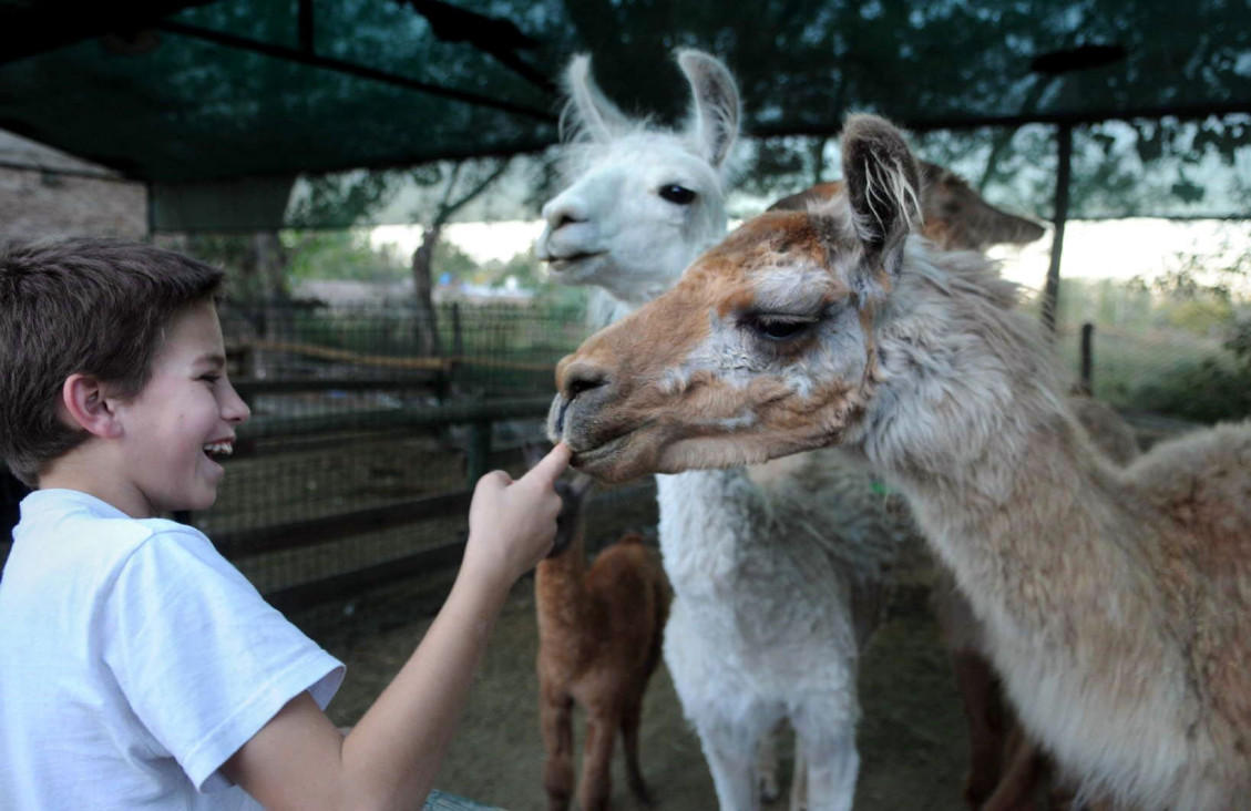 imagen Después de la muerte de 17 animales, el Zoo reabrió sus puertas