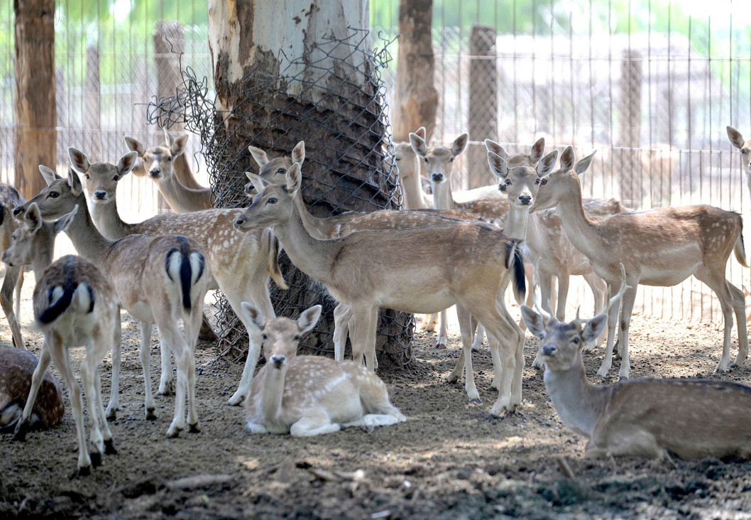 imagen Rematarán animales del Zoo para disminuir la superpoblación