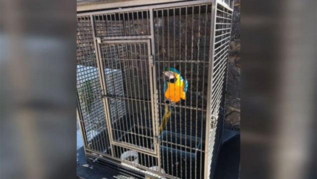 imagen Balcedo tenía un zoológico con animales exóticos en su chacra en Uruguay