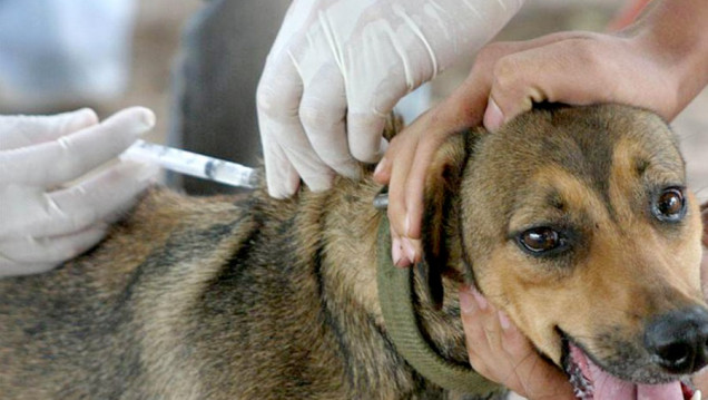 imagen Día Mundial de la Zoonosis: ¿por qué la salud humana y la animal están cada día más conectadas?